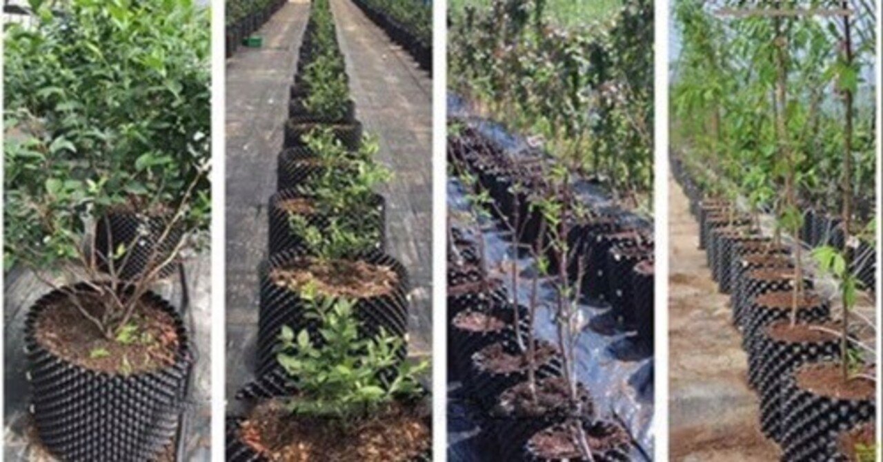 今話題の植木鉢「ルートプラスポット」とは？｜農業とエクステリアの