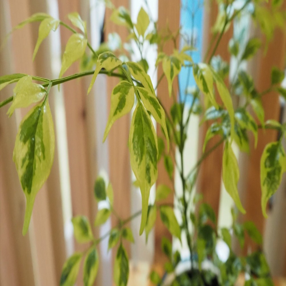 その他観葉植物 Rima ステレオスペルマム 8号の通販 | GreenSnap STORE(グリーンスナップ