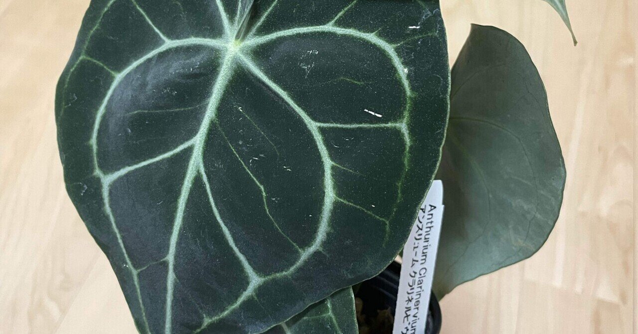 Anthurium carlablackiaeという魅力的な品種について｜Keita