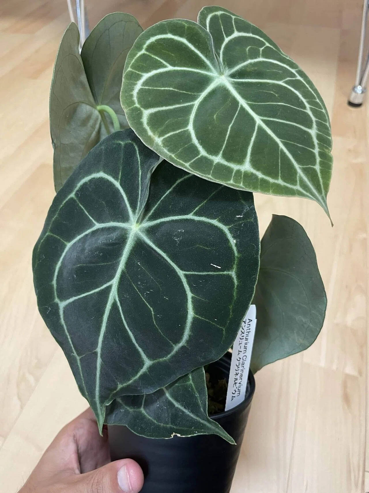 植物紹介(アンスリウム クラリネルビウム)｜半人前育成者