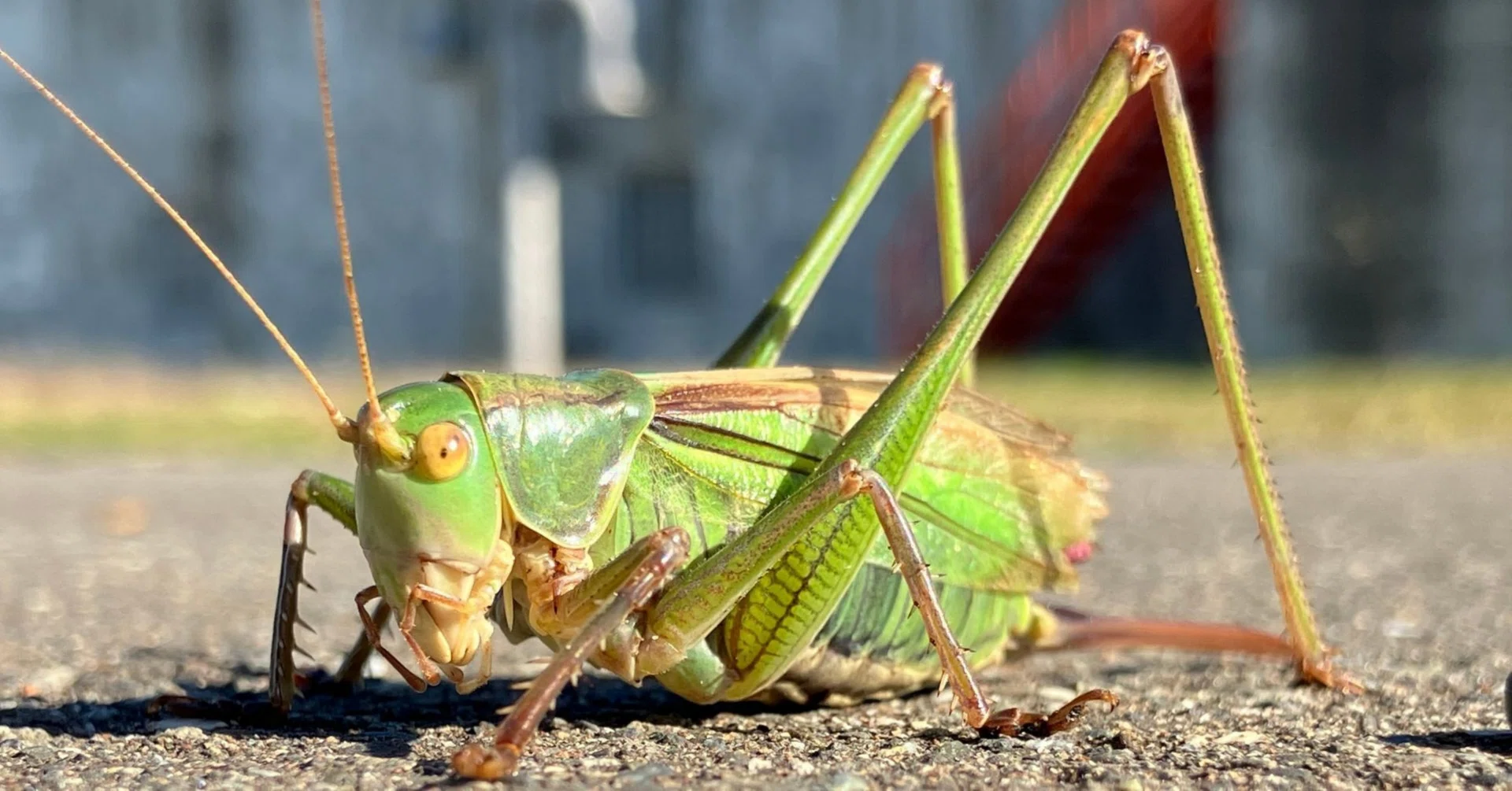 The Long-Winged Katydid｜歌志内市地域おこし協力隊 石井