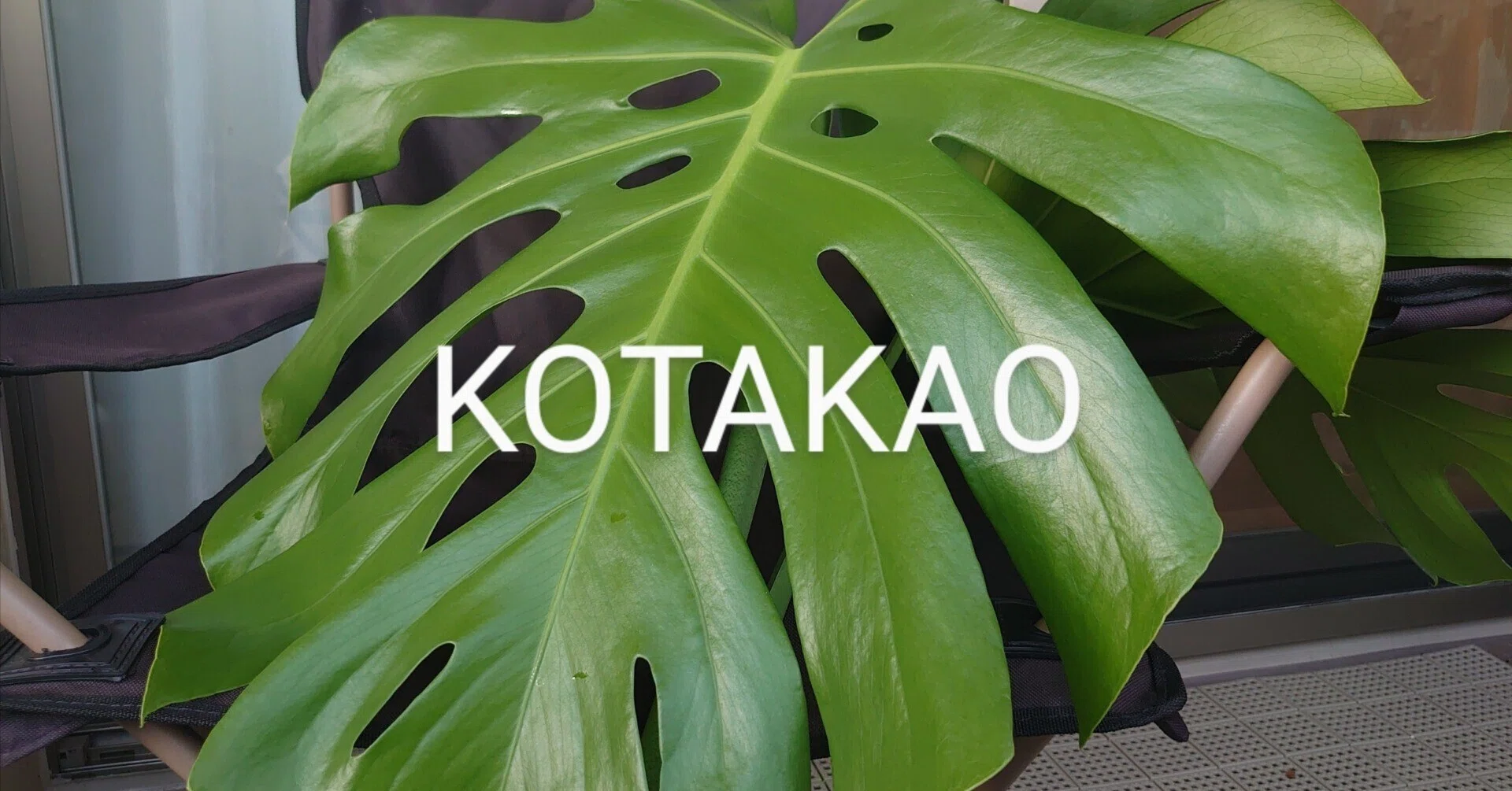 巨大化する植物どうしてますか？｜KOTAKAO_