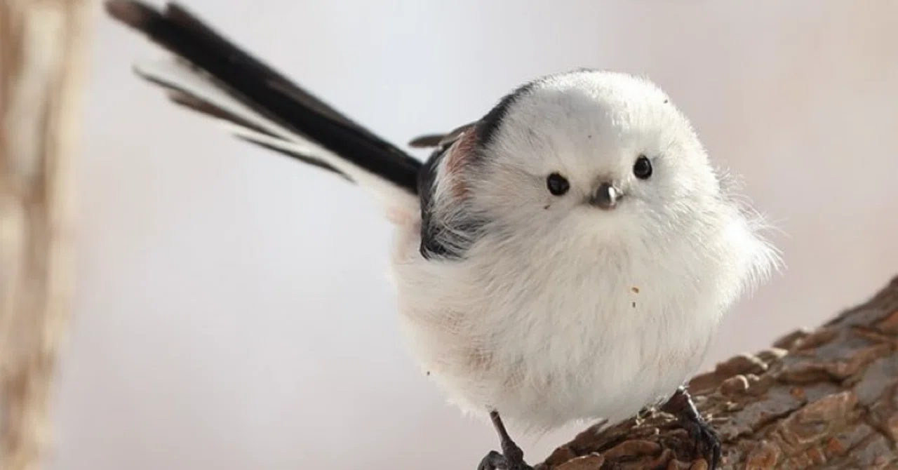 シマエナガのぬいぐるみは実際のシマエナガよりでかい｜3行日記｜柴野