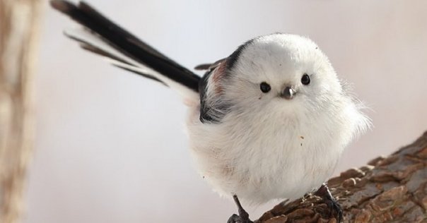 小さなミミズク 小さなミミズクさんたち｜オオコノハズク Feathered-toed Scops