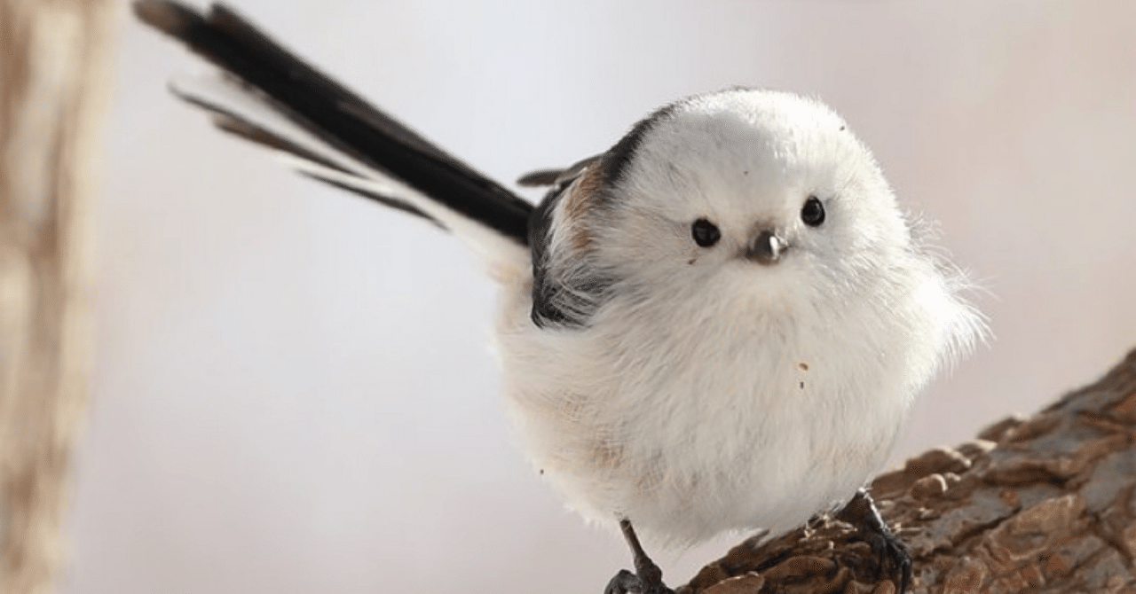 シマエナガのぬいぐるみは実際のシマエナガよりでかい｜3行日記｜柴野