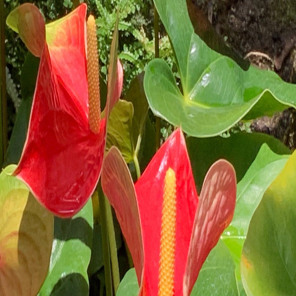 アンスリウム（京都府立植物園）：2025年11月9日（日）｜藤井秀昭