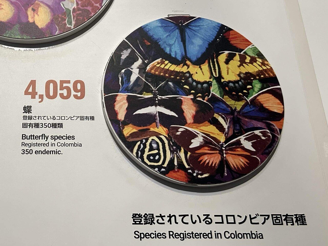 コロンビア館｜黄色い蝶を追いかけて 🇨🇴大阪・関西万博｜ひろぴょん