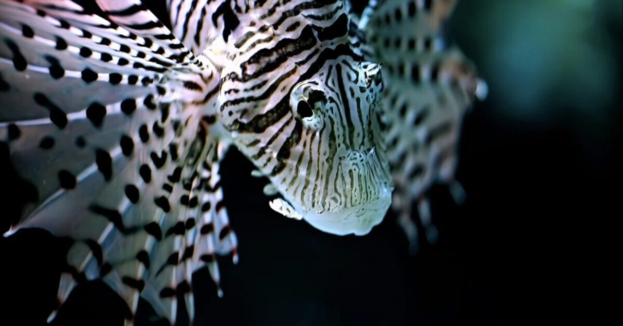 MC 105mm f2.8 de 水族館｜絵宙詞 є-ѕσяα-gσтσ