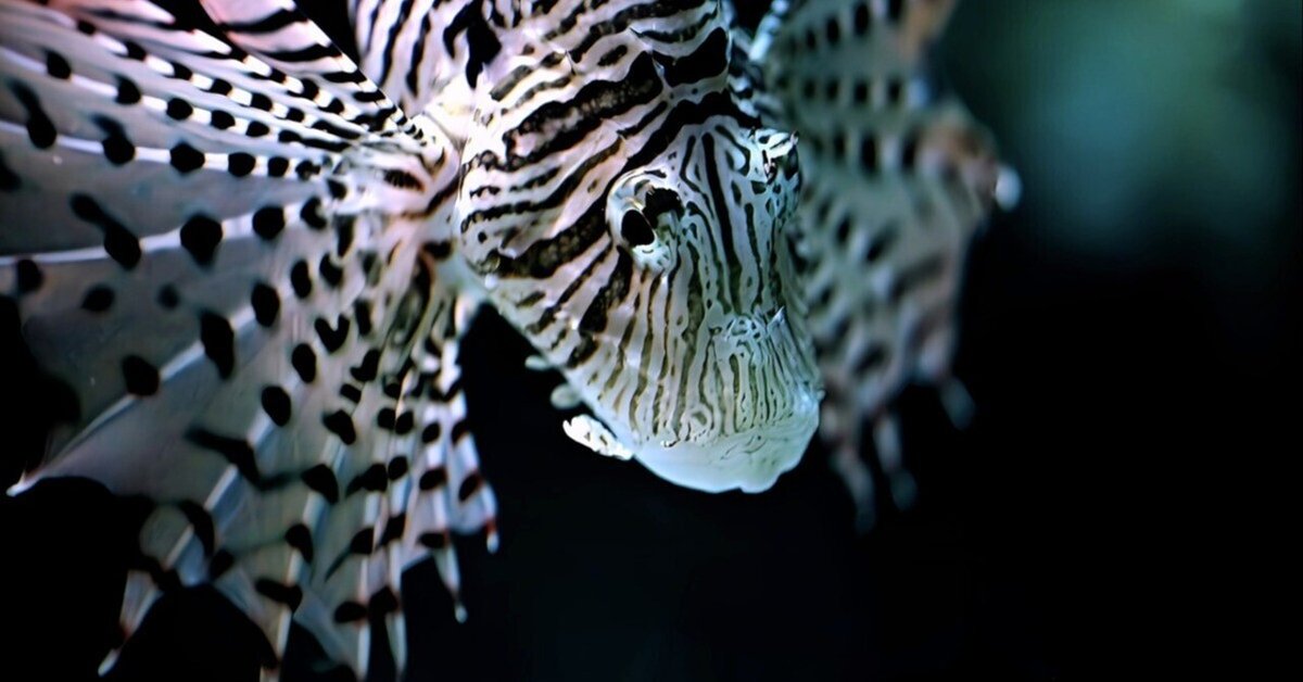 MC 105mm f2.8 de 水族館｜絵宙詞 є-ѕσяα-gσтσ ⒿⒾⓃ