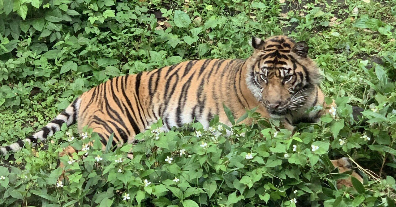 Zoologist King Cobra Chipmunk Panda など Zoologist King Cobra Deluxe Bottle