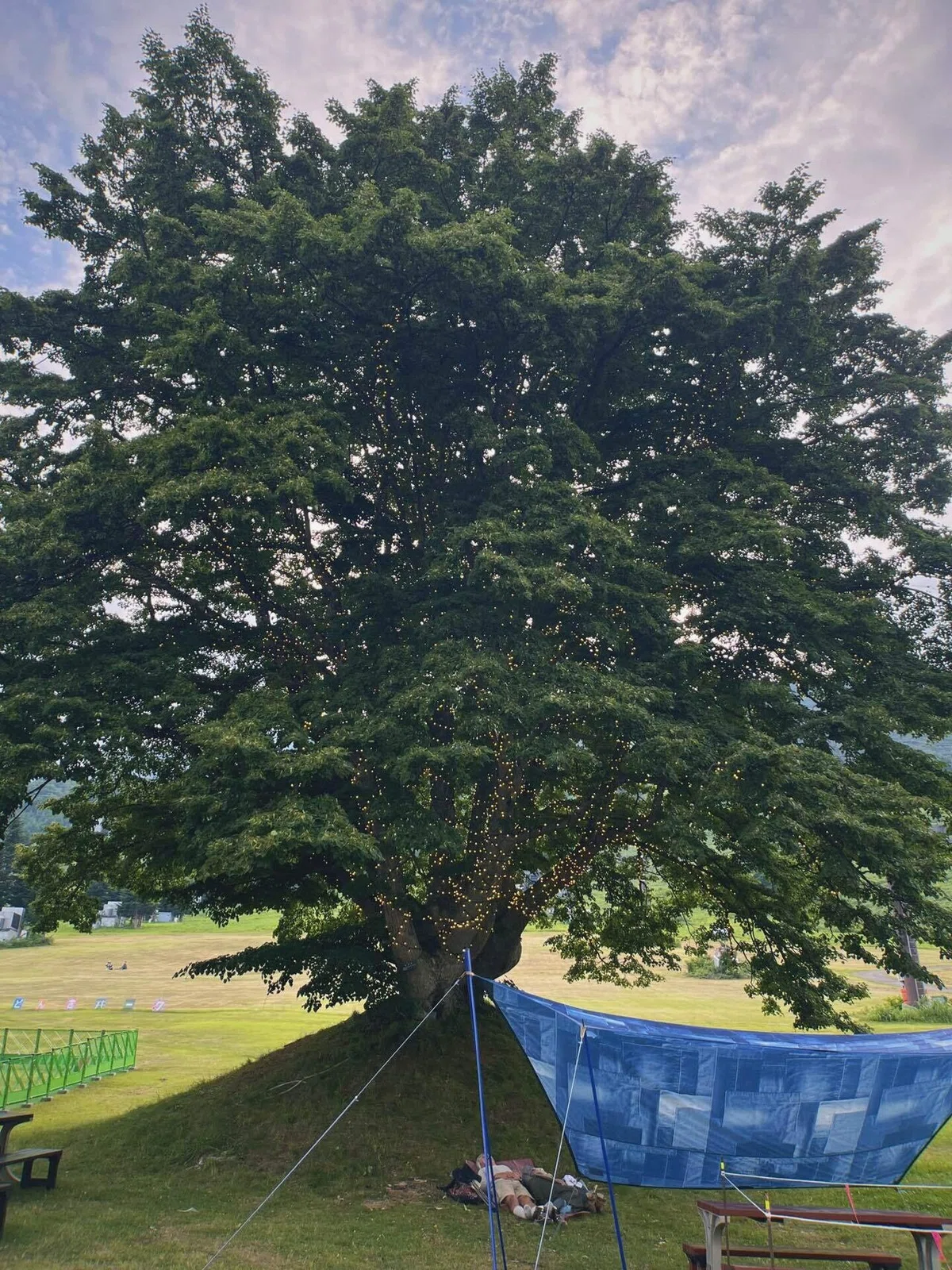 木が光っている写真