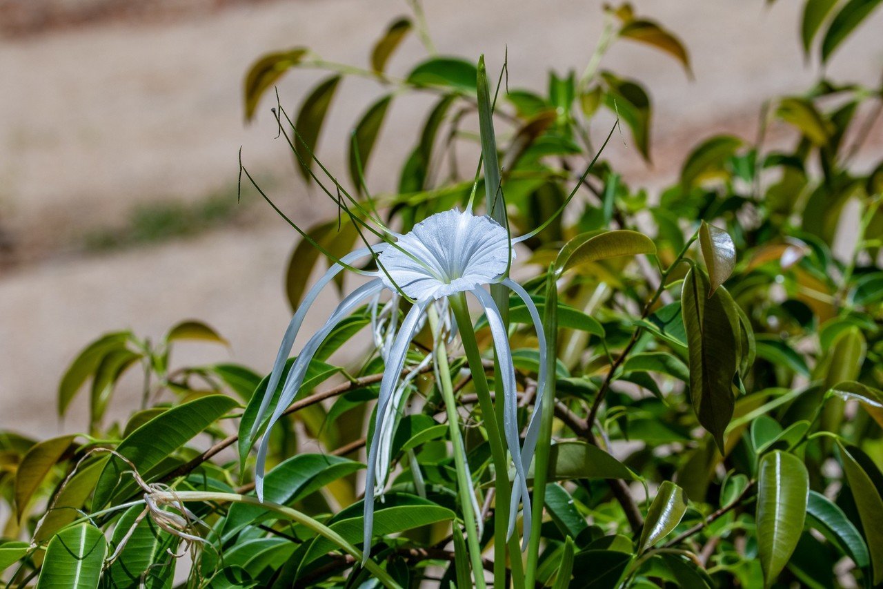 世界遺産 キュランダの熱帯雨林 Zenpaku Note