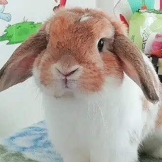 ミシャのおっかあ