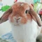 ミシャのおっかあ