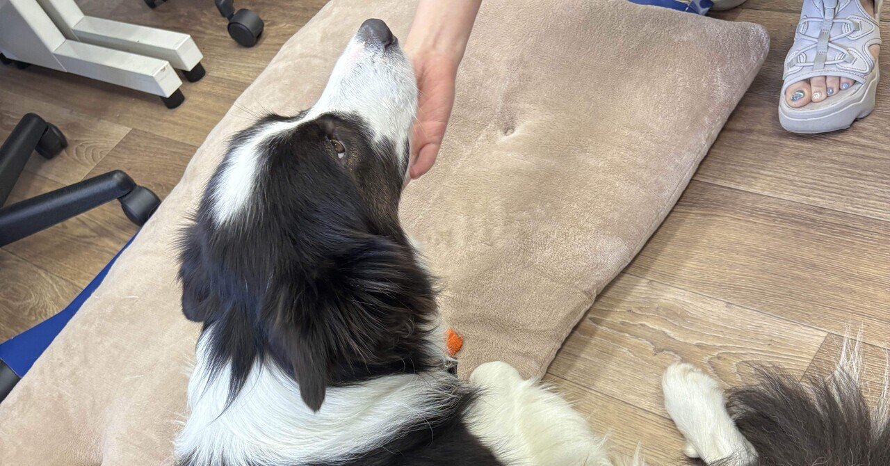 peco様　 専用です。 PECO☆ (@PECO_S_KEN) / X