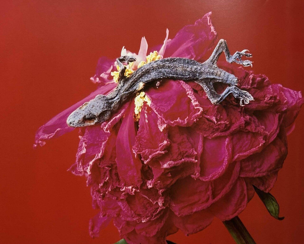 至高の色ガラス。荒木経惟写真集「色景」について｜山岸慶次郎