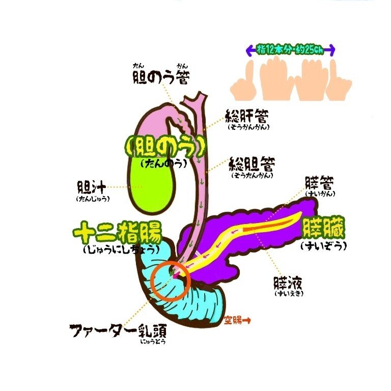 ファーター乳頭