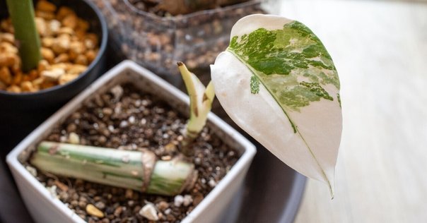 ユーフォルビア ロンギツベルクローサの実生について｜ノプラ
