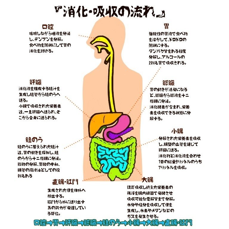 消化・吸収