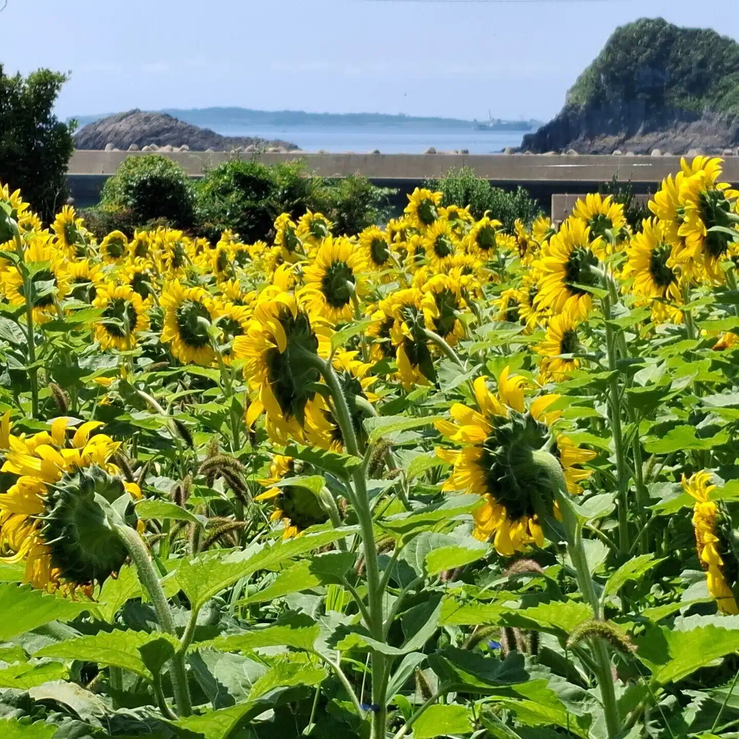 シベール