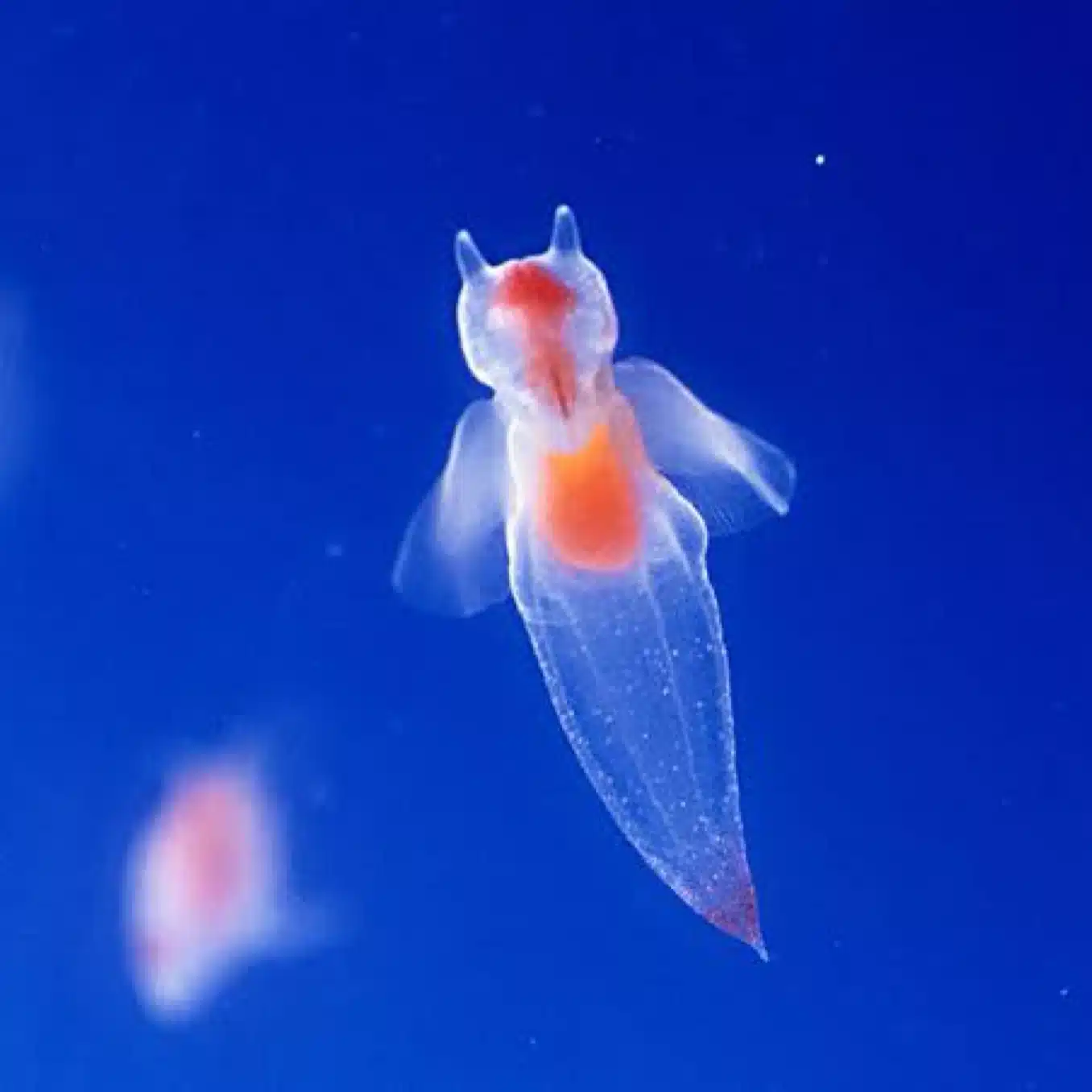 深海魚エム