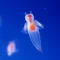 深海魚エム