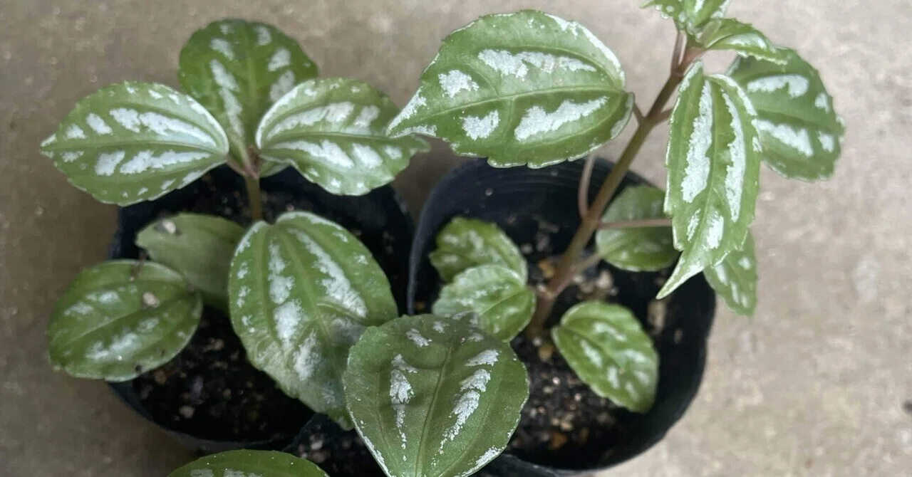 観葉植物復活の呪文「コシミズ！」｜ピレア生還記録｜福岡 切り花農家