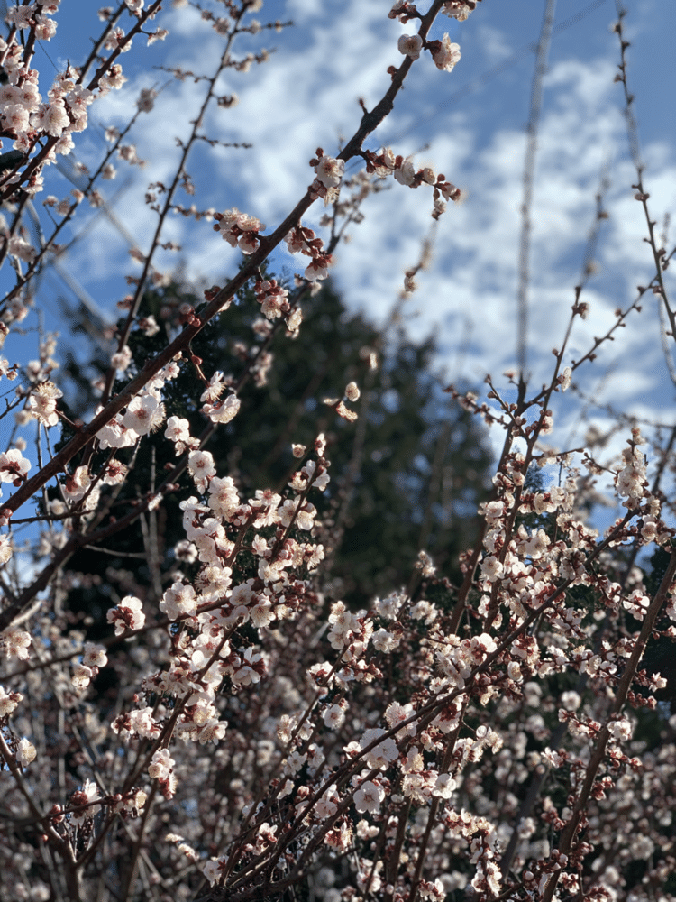 桜と青空