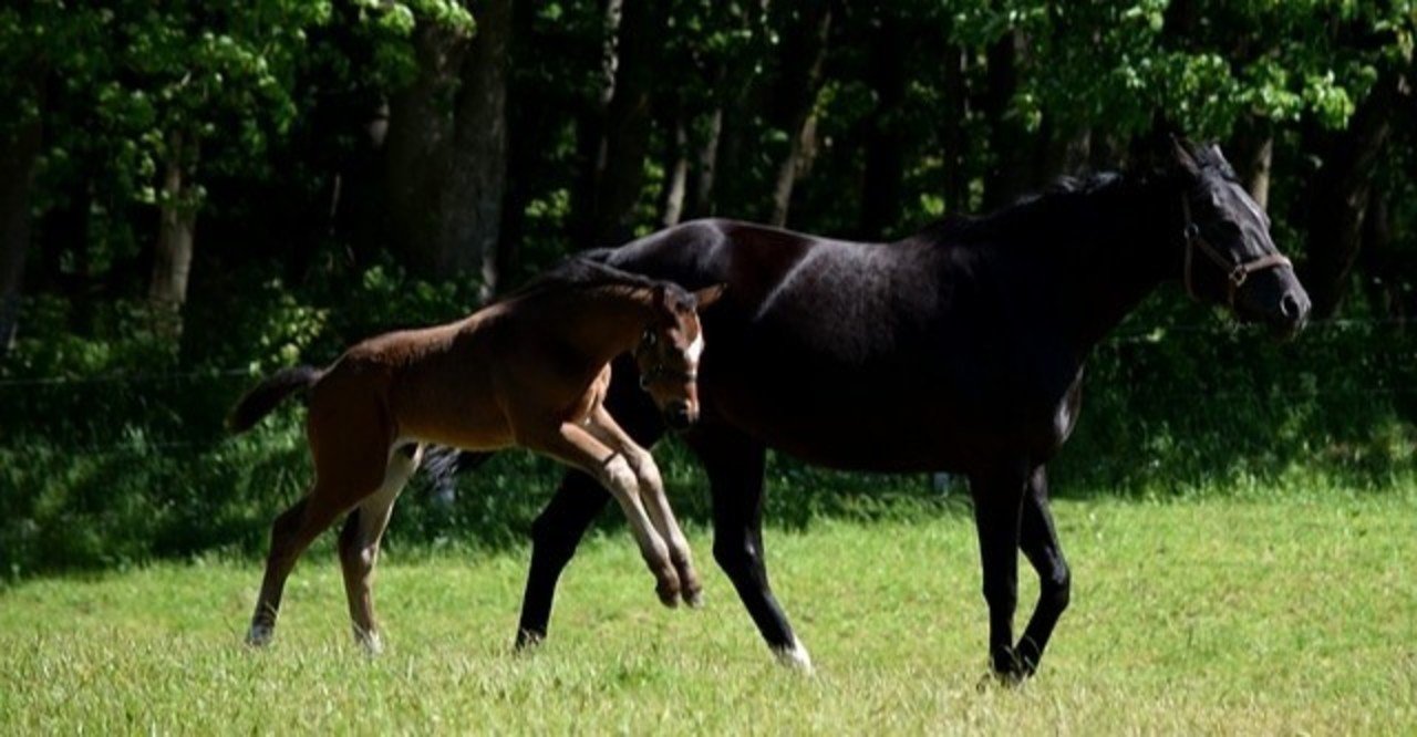 ストームキャット ディープインパクト タイキシャトル のダブルニックス 一口馬主マスターb Note ストームキャット ディープインパクト タイキシャトル のダブルニックス 一口馬主マスターb Note