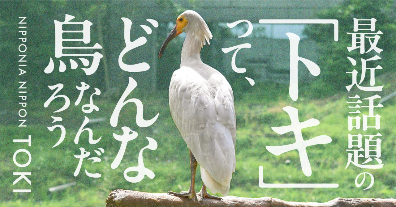 最近話題の「トキ」って、どんな鳥なんだろう｜もっといしかわ｜石川県