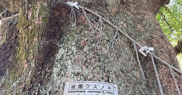 戦争中、中国大陸に木を植えた緑の連隊長・吉松喜三～日本が世界