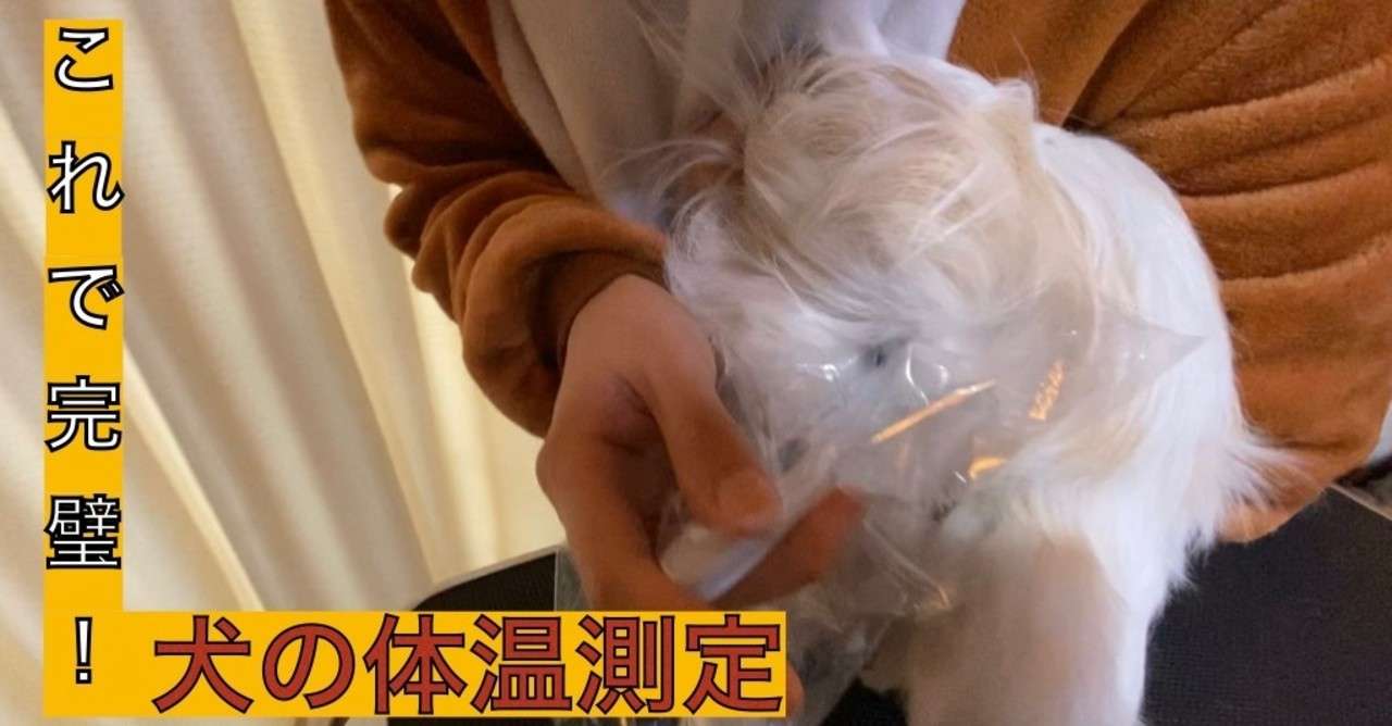 解説動画付き これで安心 犬の体温の測り方 徹底解説 ドッグライフサポーター 獅子パパ Note