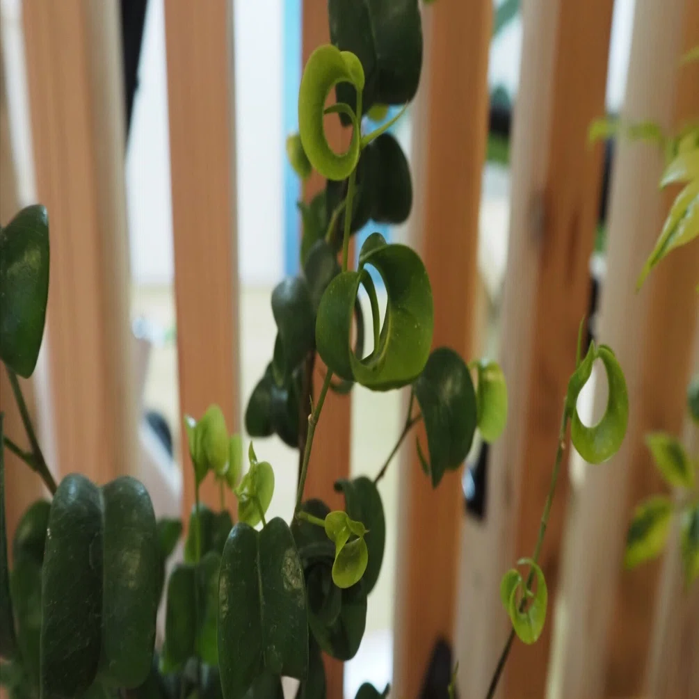 植物記録【ベンジャミン バロック】｜iina magazine