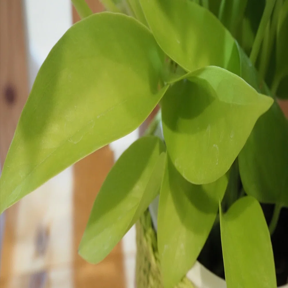 植物記録【ポトス ライム】｜iina magazine