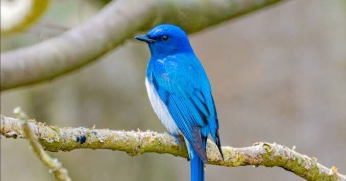 Ｒu☆青い鳥　リス　トレパック Ru☆青い鳥 リス トレパック Ru☆青い鳥 リス トレパック リズと青い