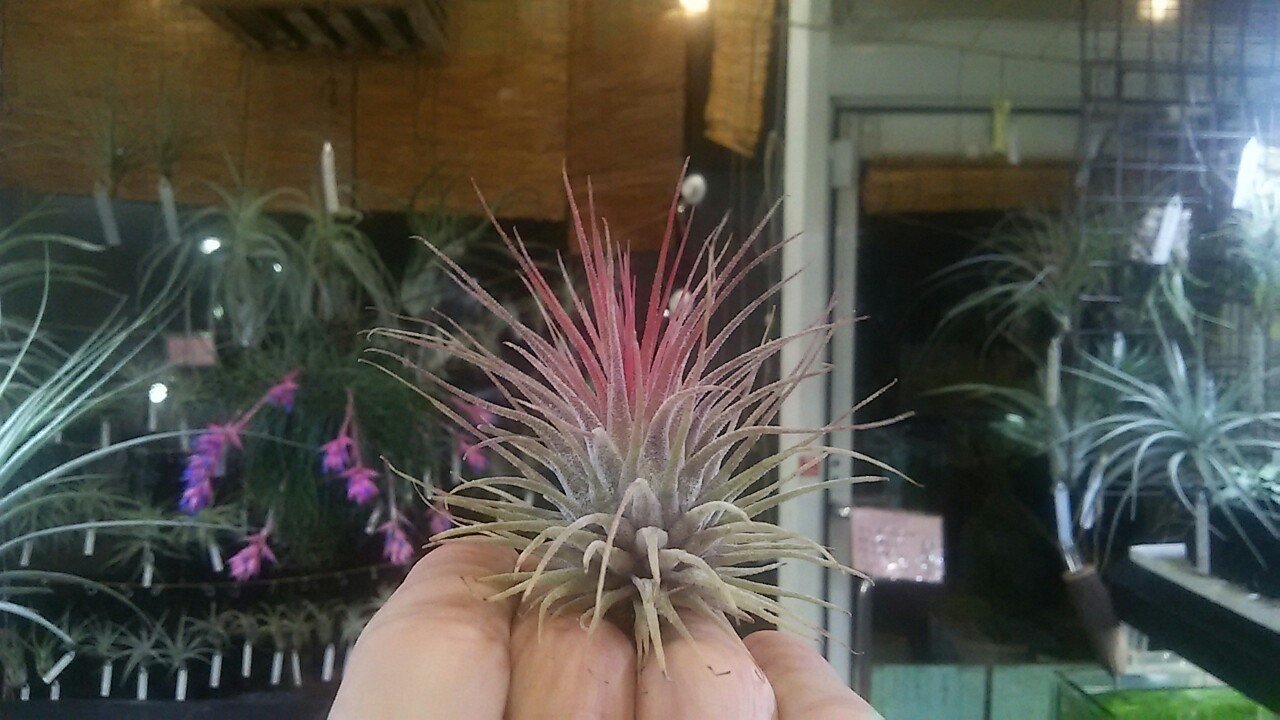 ヘドロ沼 様　ご確認用　イオナンタ　プレデター イオナンタの陣】チランジア入荷リスト2/29｜NatureGarden🌿神田