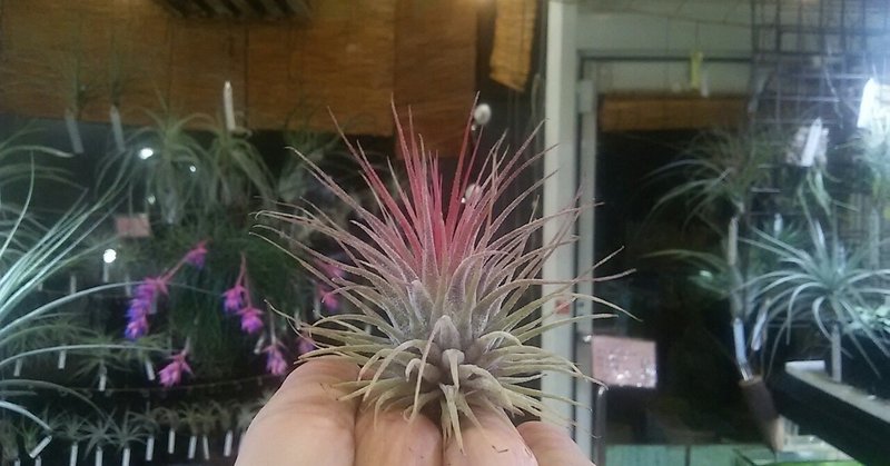 イオナンタの陣 チランジア入荷リスト2 29 Nature Garden 神田 Note