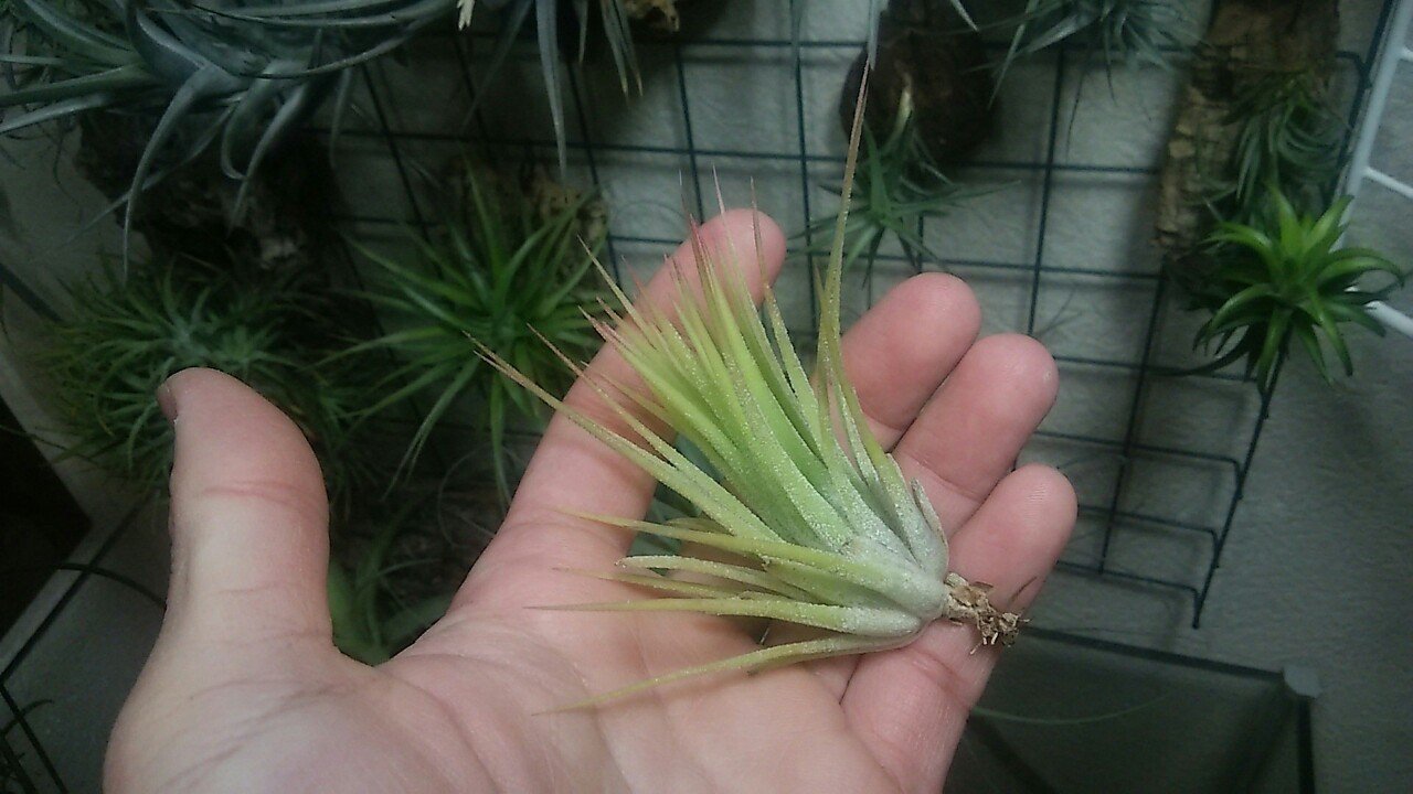 ビッグ割引 Tillandsia ionantha Penito イオナンタ ペニート econet.bi