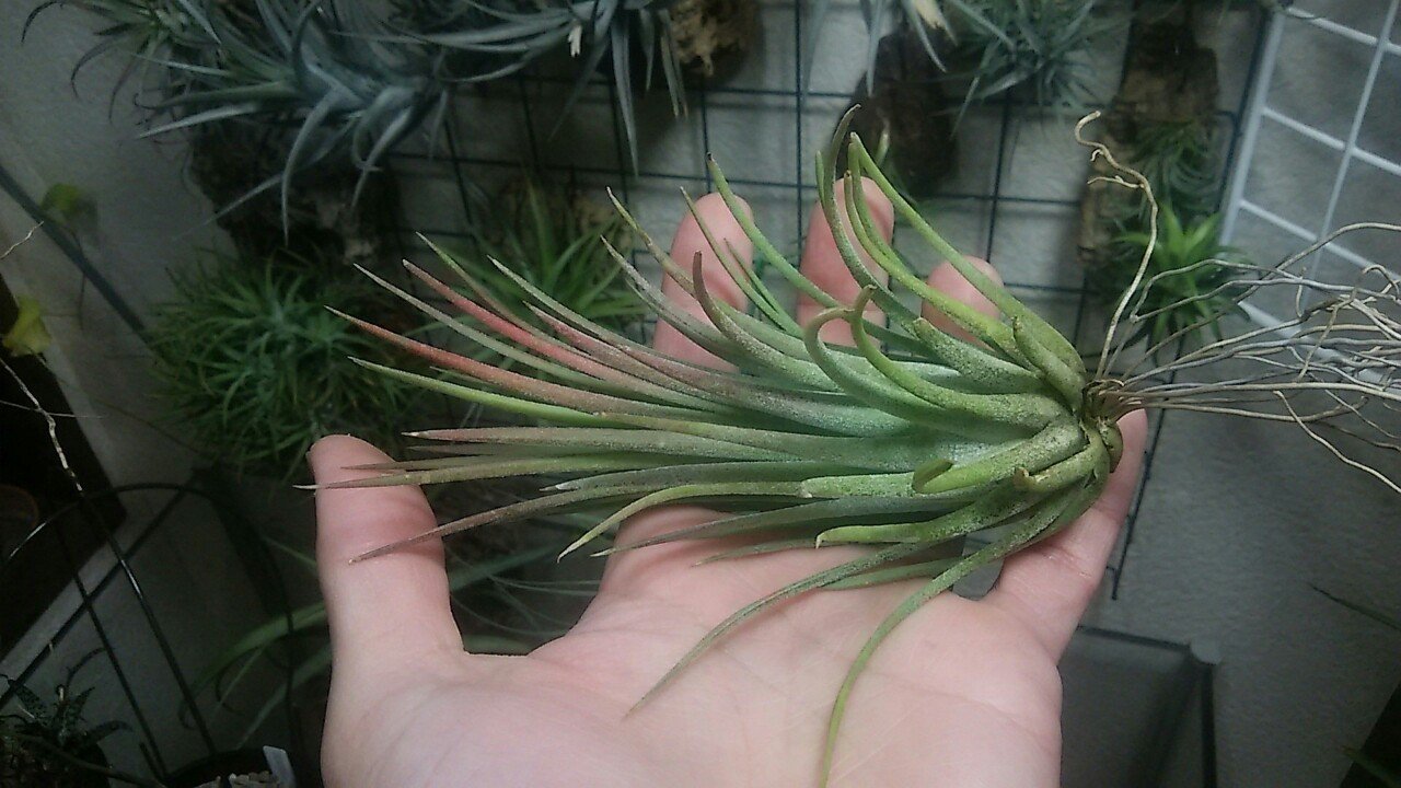 イオナンタの陣】チランジア入荷リスト2/29｜NatureGarden🌿神田