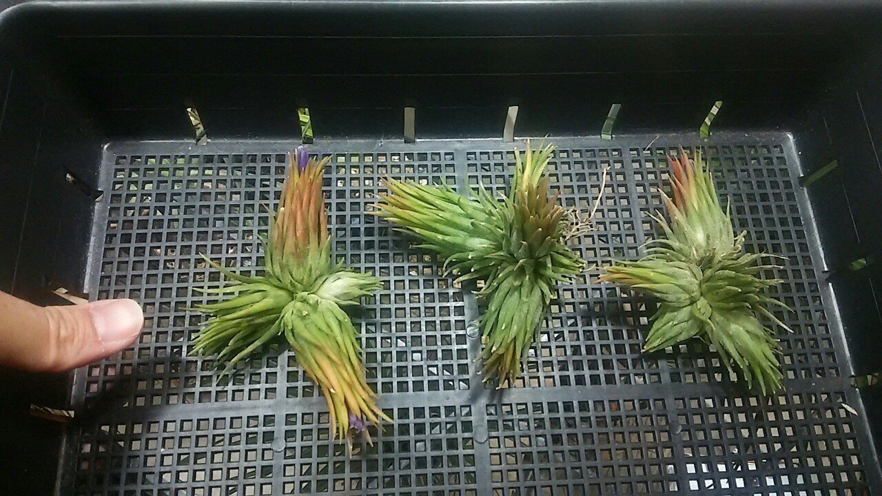 Tillandsia ionantha Penito イオナンタ ペニート インテリア小物 植物
