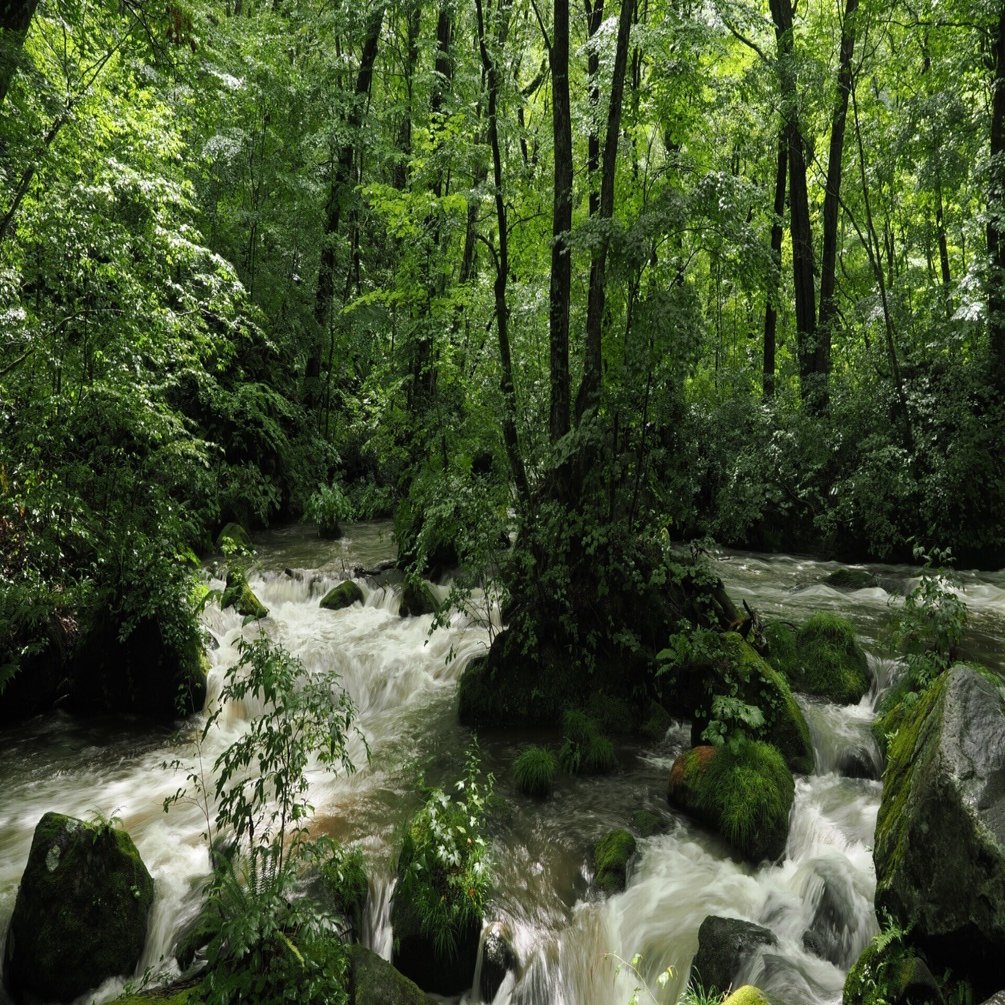 今日の奥入瀬渓流 25/8/7｜奥入瀬日和@星野リゾート