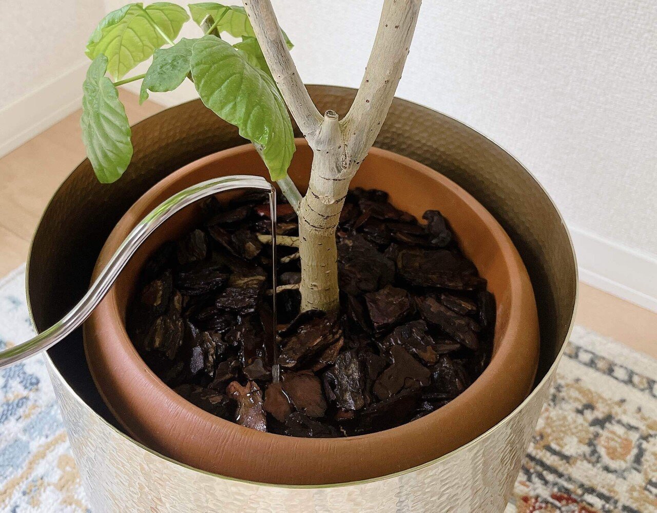 その他観葉植物 / アガベ フェロックスグリーンゴブレット斑入り②