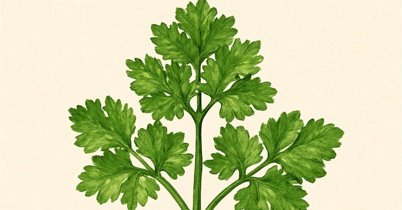 Is Parsley the Star? Reading 