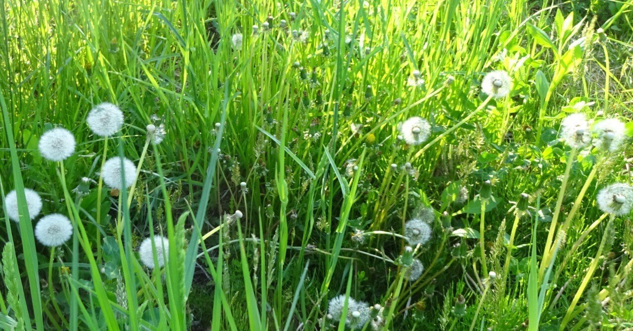 短歌19.球になるたんぽぽポポと灯りしを✧♡｜あやのん