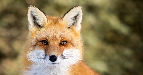 ごんぎつね 新 ごんぎつね🦊』 (1分間ショートショート)｜SHEDSHED