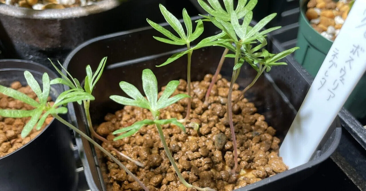 植物紹介(ボスウェリア ネグレクタ)｜半人前育成者