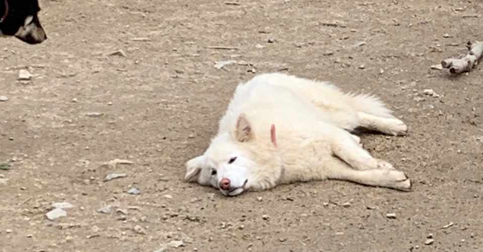 犬の心理 犬のやる気がないときにみせる行動 犬と幸せに暮らすコツ シスト 犬の心理学研究員 Note