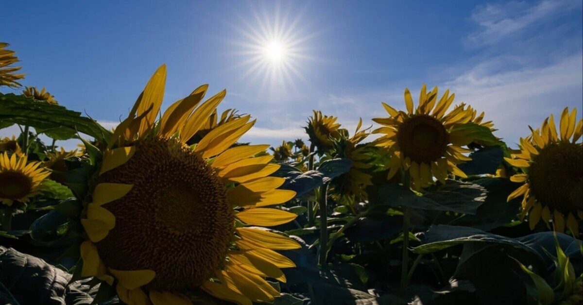 ひまわり　プルソワン2点 ソレイユの丘のひまわり | SIGMA 17-40mm F1.8 DC+X-T5