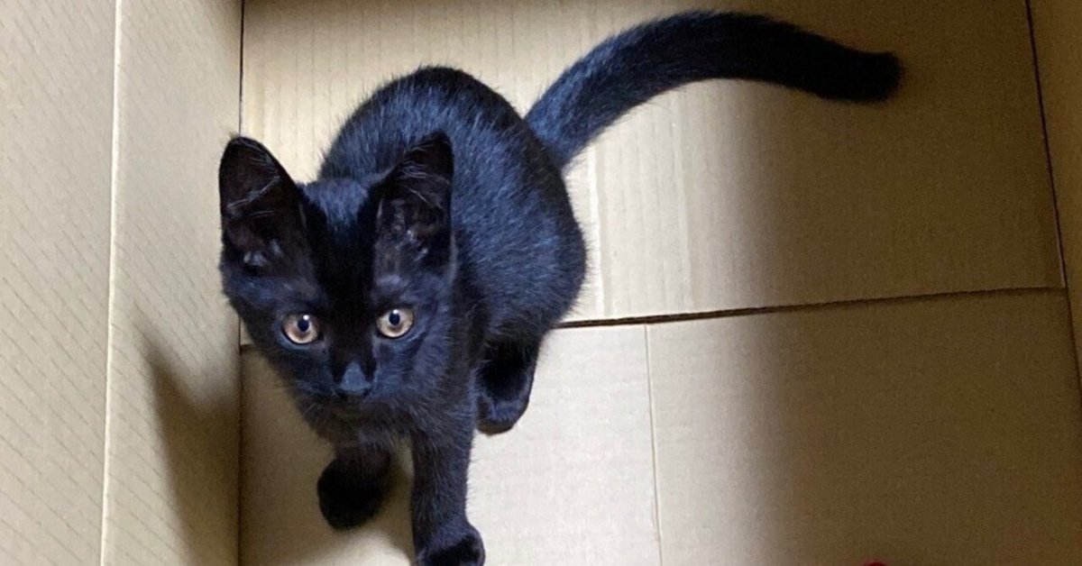 幸運を運んでくれた黒猫｜佐本ラケ