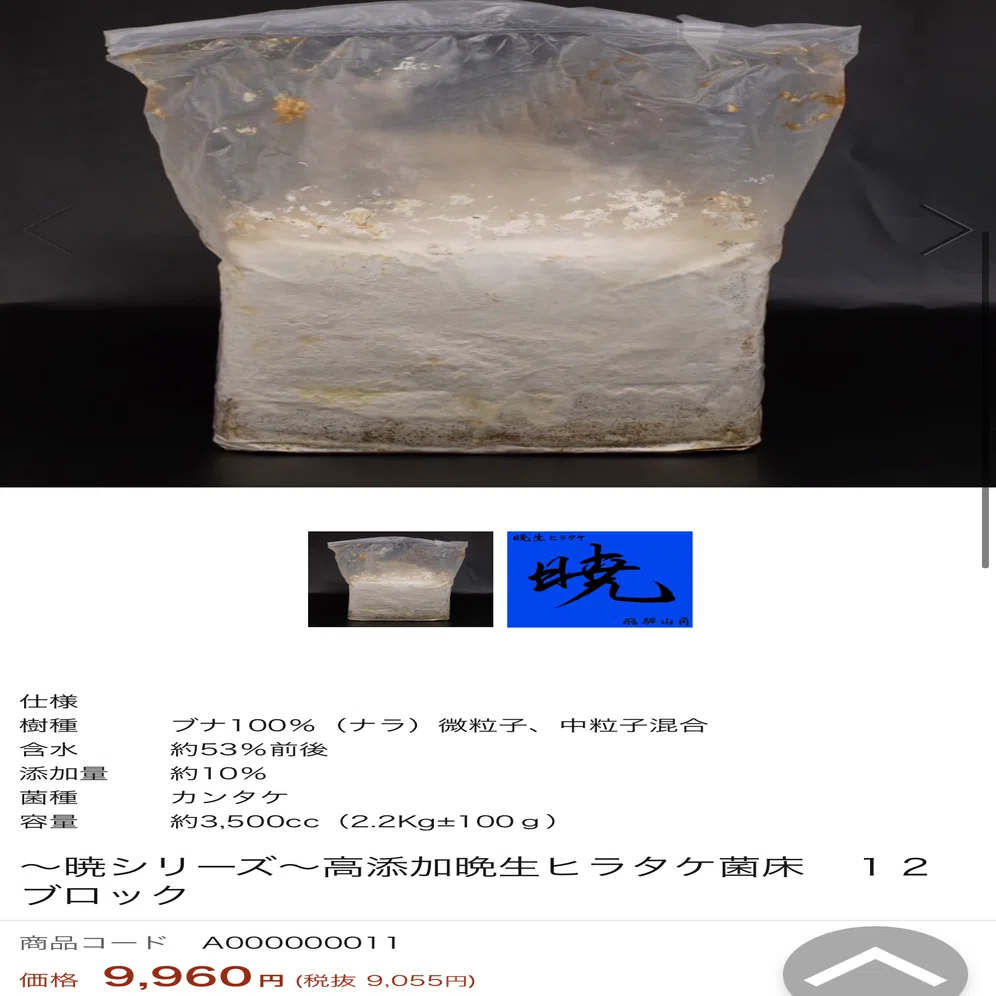 ペット用品 菌糸ブロック クヌギヒラタケ12個